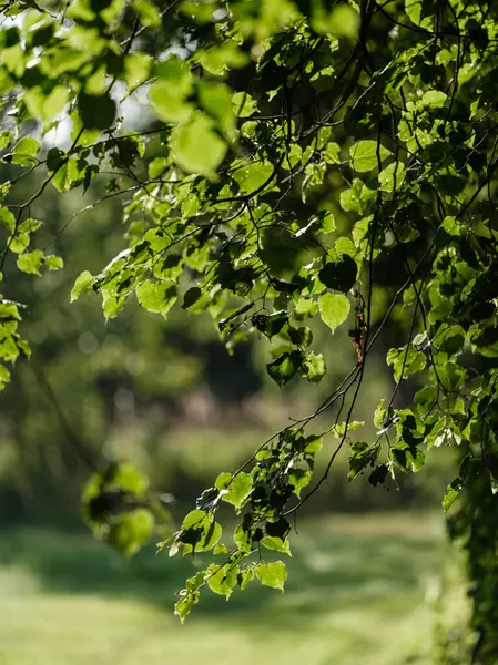Detalles Follaje Verde Otoño Bosque Natural Húmedo Otoño Con Texturas — Foto de Stock