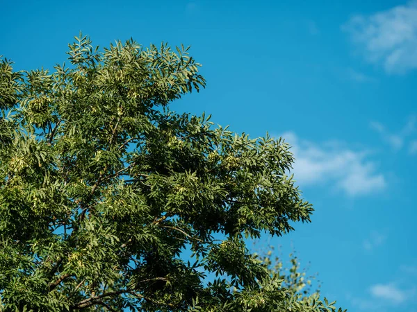 Tree Branches Leaves Clean Blue Sky Summer — Stock Photo, Image