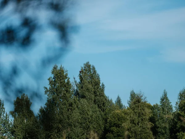 Gałęzie Drzew Liści Przed Czystym Błękitnym Niebem Lecie — Zdjęcie stockowe
