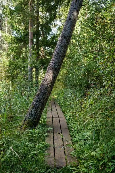 Sentier Randonnée Touristique Forêt Automne Latvia Avec Feuilles Arbres Dorés — Photo