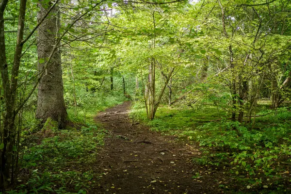 Trilha Caminhadas Turísticas Floresta Outono Latvia Com Folhas Árvore Dourada — Fotografia de Stock