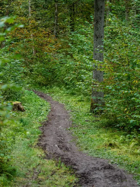 Sendero Turístico Bosque Otoñal Latvia Con Hojas Árbol Dorado Rayos — Foto de Stock