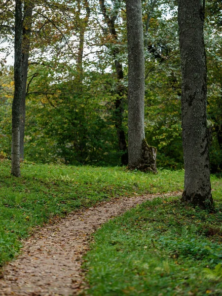 Tourist Hiking Trail Autumn Forest Latvia Golden Tree Leaves Sun — Stock Photo, Image