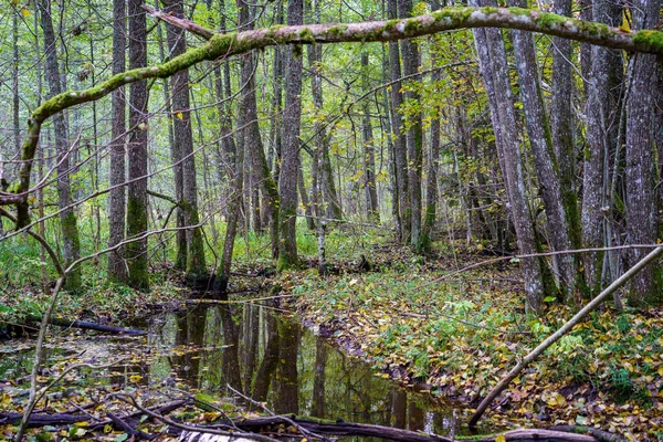 森林湿地 在潮湿的绿色夏日 有树叶和倒影 — 图库照片