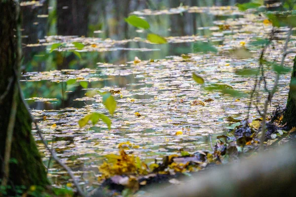 湿った緑の夏の日の森の湿地と木の葉と反射 — ストック写真
