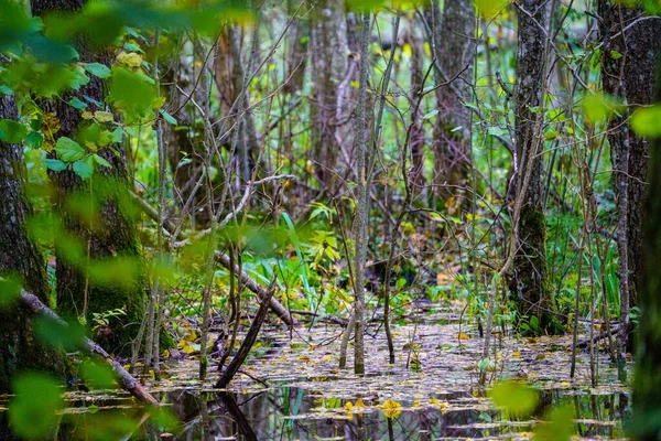 Лесные Болота Влажным Зеленым Летним Днем Листьями Деревьев Отражениями — стоковое фото