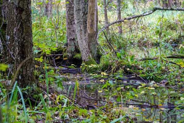 森林湿地 在潮湿的绿色夏日 有树叶和倒影 — 图库照片