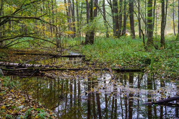 Leśne Tereny Podmokłe Mokry Zielony Letni Dzień Liśćmi Drzew Refleksjami — Zdjęcie stockowe
