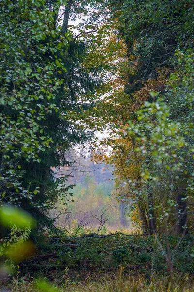 ラトビアの秋の森の観光ハイキングトレイル 黄金の木の葉と太陽の光線 — ストック写真