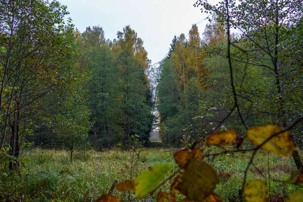Туристична Пішохідна Стежка Осінньому Лісі Латвії Золотими Листям Дерева Сонячними — стокове фото