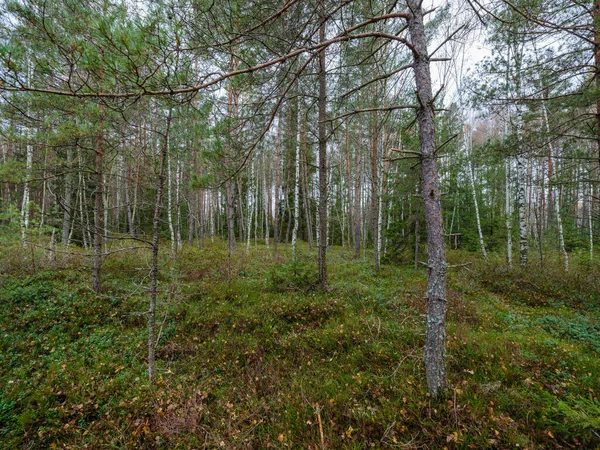 Rawa Tanah Basah Lanskap Untuk Mengumpulkan Rumput Alam Energi Lapangan — Stok Foto