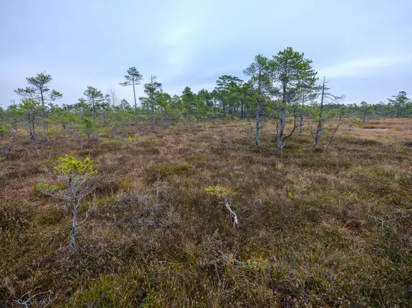 Moeras Wetlands Landschap Voor Het Verzamelen Van Grasmat Natuurlijke Energie — Stockfoto