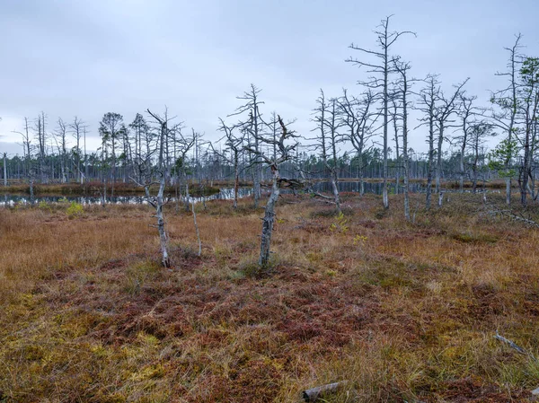 Sumpf Feuchtgebiete Landschaft Für Das Sammeln Von Rasen Natürliche Energie — Stockfoto