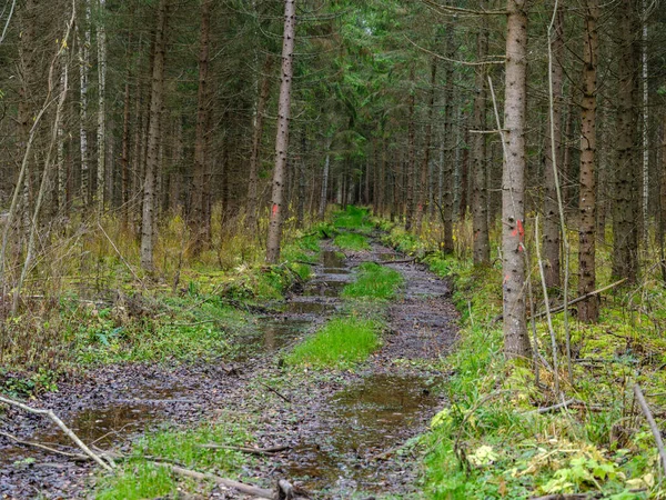 Sendero Turístico Bosque Otoñal Latvia Con Hojas Árbol Dorado Rayos —  Fotos de Stock