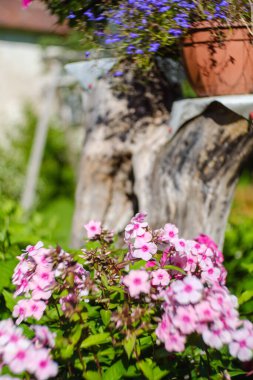Kırsalda yeşil bulanık arka planda renkli çiçekler Doğal eko bahçesi