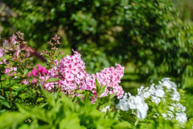 Kırsalda yeşil bulanık arka planda renkli çiçekler Doğal eko bahçesi