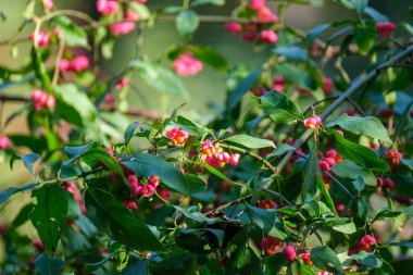 Kırsalda yeşil bulanık arka planda renkli çiçekler Doğal eko bahçesi