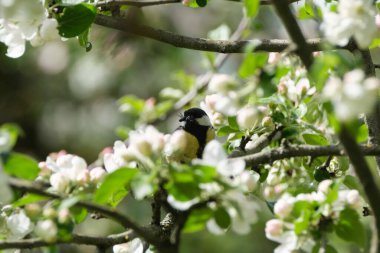 Kırsalda yeşil bulanık arka planda renkli çiçekler Doğal eko bahçesi