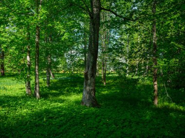 Yeşil yaz ormanlarındaki ağaç gövdeleri yapraklar ve yapraklar.