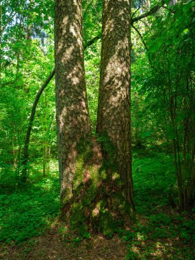 Yeşil yaz ormanlarındaki ağaç gövdeleri yapraklar ve yapraklar.