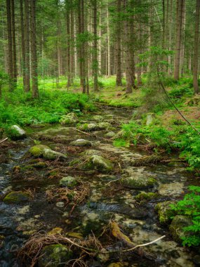 Yeşil yaz ormanlarındaki ağaç gövdeleri yapraklar ve yapraklar.