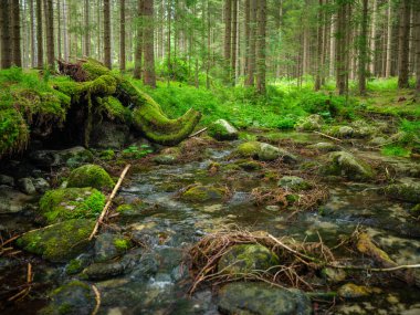 Yeşil yaz ormanlarındaki ağaç gövdeleri yapraklar ve yapraklar.