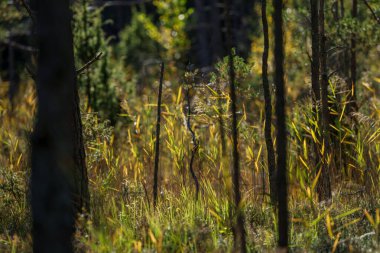 Yeşil yaz ormanlarındaki ağaç gövdeleri yapraklar ve yapraklar.