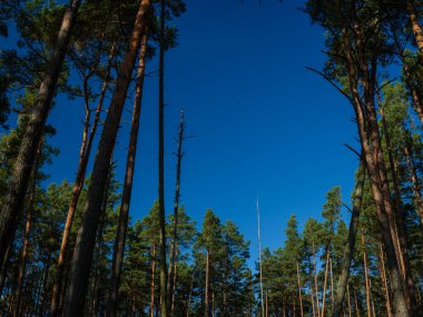 Yeşil yaz ormanlarındaki ağaç gövdeleri yapraklar ve yapraklar.