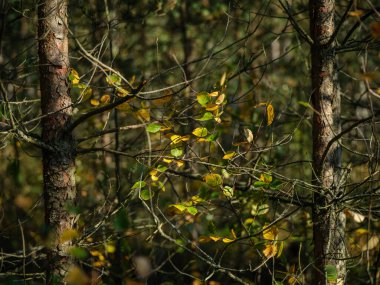 Yeşil yaz ormanlarındaki ağaç gövdeleri yapraklar ve yapraklar.