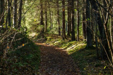 Koyu renkli güz yaprakları doğal dokularda soyutlanır.