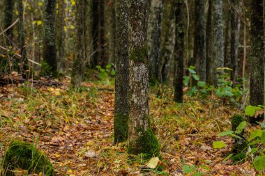 Koyu renkli güz yaprakları doğal dokularda soyutlanır.