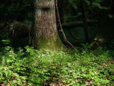 Yeşil yaz ormanlarındaki ağaç gövdeleri yapraklar ve yapraklar.
