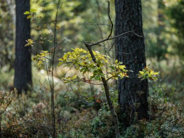 Yeşil yaz ormanlarındaki ağaç gövdeleri yapraklar ve yapraklar.