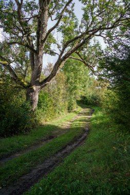 Yeşil yaz ormanlarındaki ağaç gövdeleri yapraklar ve yapraklar.