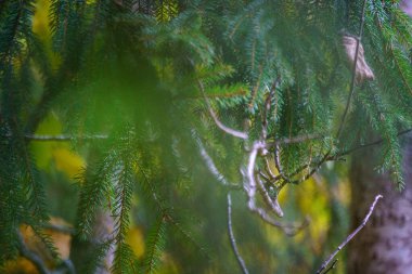 Koyu renkli güz yaprakları doğal dokularda soyutlanır.