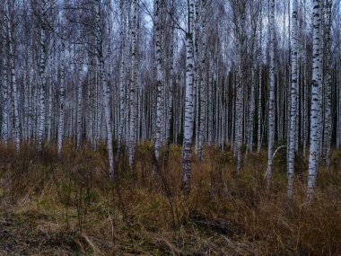 Koyu renkli güz yaprakları doğal dokularda soyutlanır.