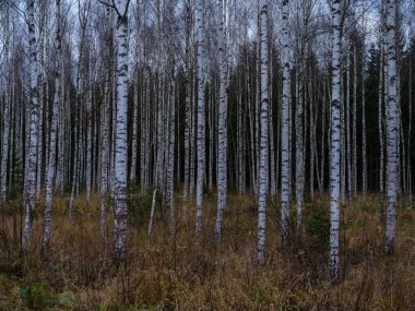 Koyu renkli güz yaprakları doğal dokularda soyutlanır.