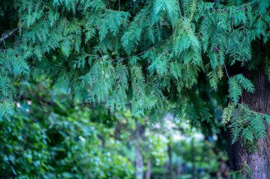 Koyu renkli güz yaprakları doğal dokularda soyutlanır.