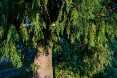 Koyu renkli güz yaprakları doğal dokularda soyutlanır.