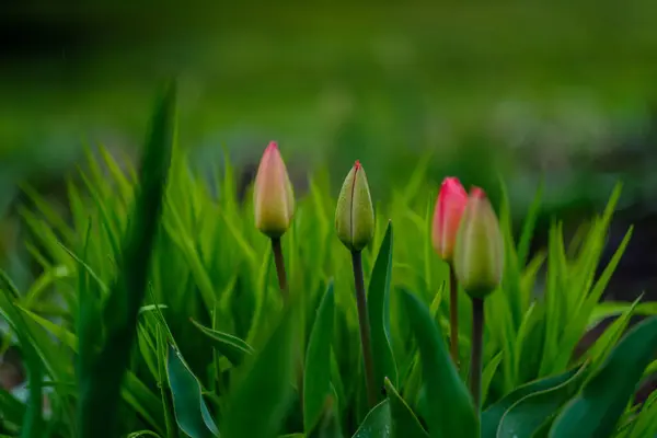 Kleurrijke Bloemen Een Groene Wazige Achtergrond Land Natuurlijke Eco Tuin — Stockfoto