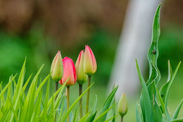 Flores Colores Sobre Fondo Borroso Verde Jardín Ecológico Natural País — Foto de Stock