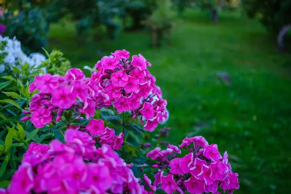 colorful flowers on a green blur background in country natural eco garden
