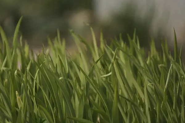カントリーナチュラルエコガーデンの緑豊かな背景にカラフルな花 — ストック写真