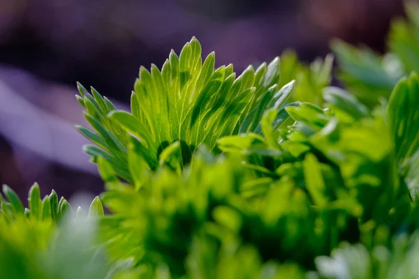 Красочные Цветы Зеленом Фоне Размытия Стране Природного Экологического Сада — стоковое фото