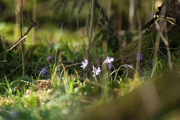 Bunte Blumen Auf Grünem Verschwommenem Hintergrund Natürlichen Ökogarten Des Landes — Stockfoto