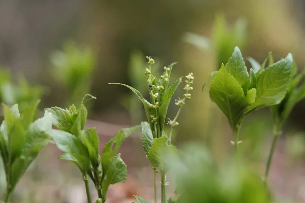 Bunte Blumen Auf Grünem Verschwommenem Hintergrund Natürlichen Ökogarten Des Landes — Stockfoto