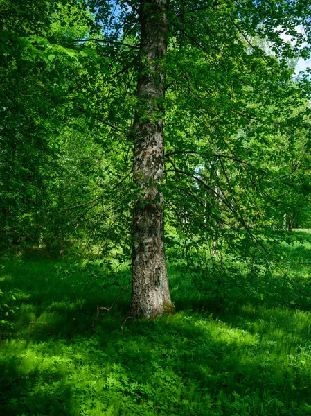 Стволы Деревьев Зеленом Летнем Лесу Листьями Листьями Земле — стоковое фото