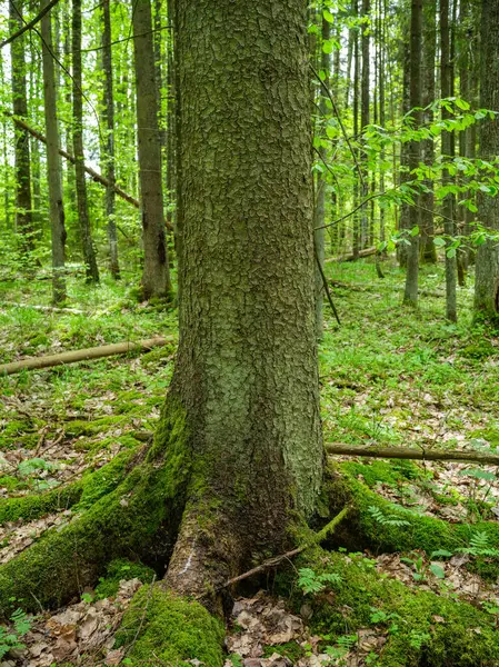 Troncos Árvores Floresta Verde Verão Com Folhagem Folhas Chão — Fotografia de Stock