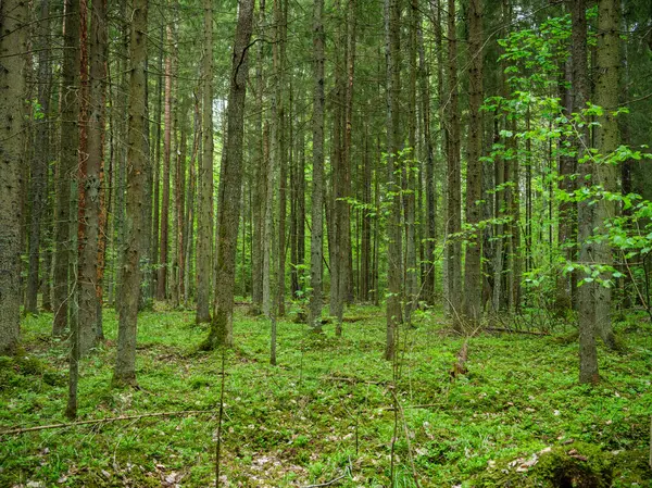緑の夏の森の木のトランク 葉と葉が地面に — ストック写真