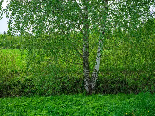 Trädstammar Grön Sommarskog Med Lövverk Och Blad Marken — Stockfoto